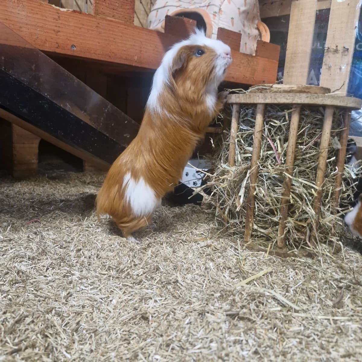 Eclair, male young Mixed Breed for adoption at L