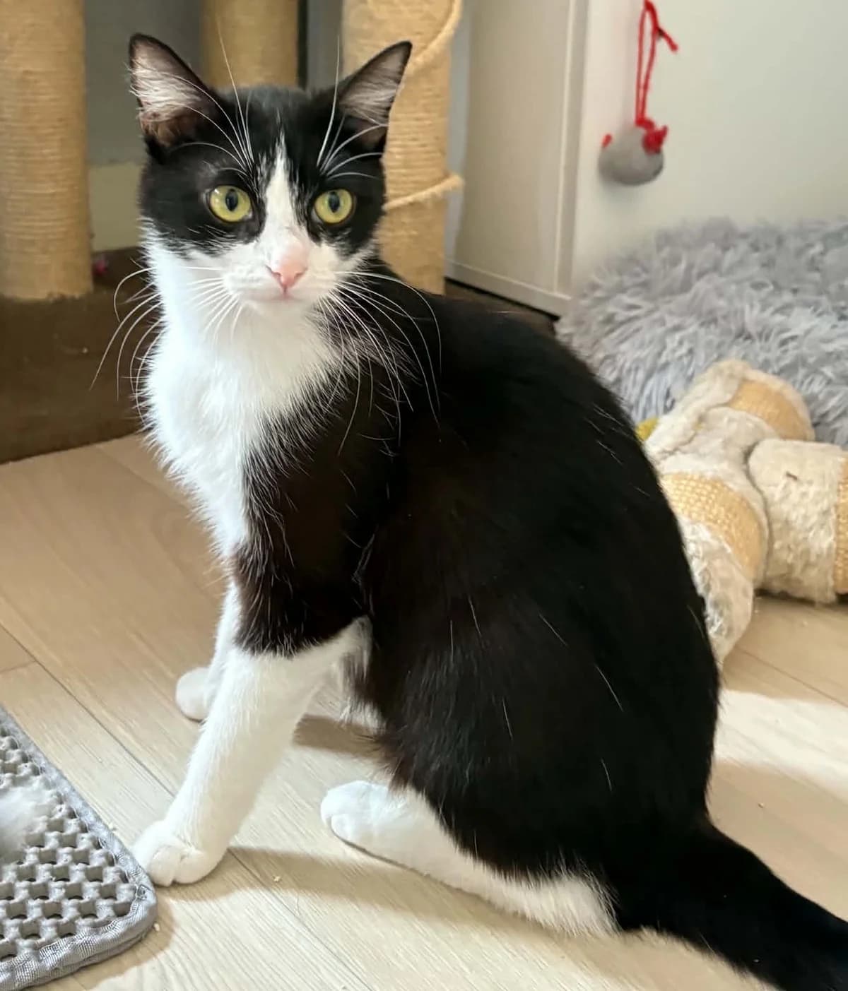 Leelou, female young Mixed Breed for adoption at L