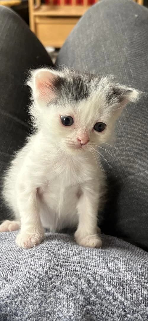 Rose, female puppy Mixed Breed for adoption at L