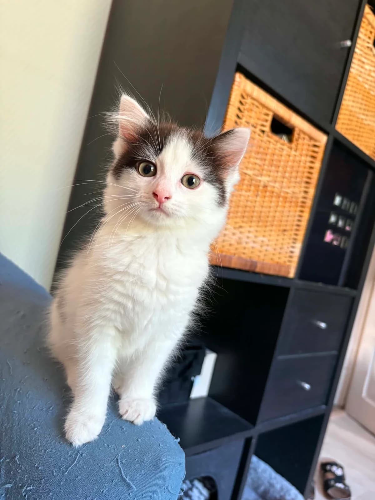 Aya, female puppy Mixed Breed for adoption at L