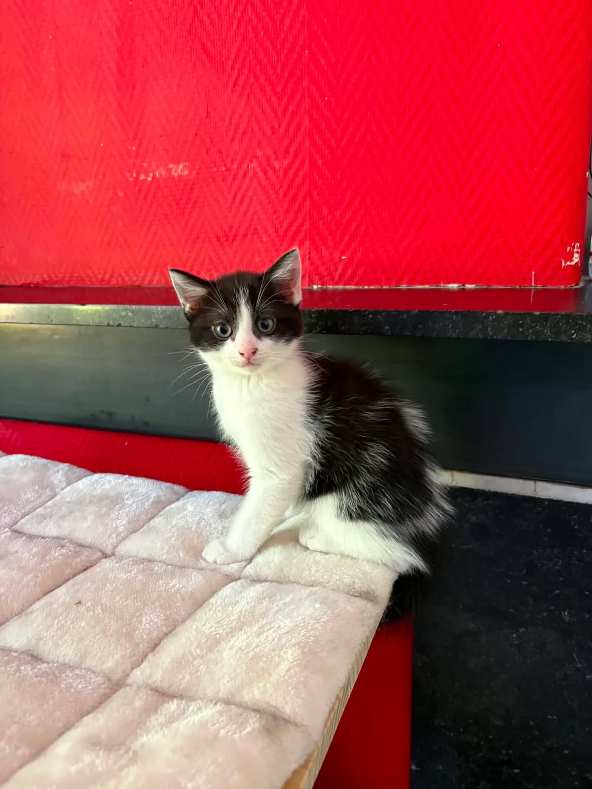 Maxou, male puppy Mixed Breed for adoption at L