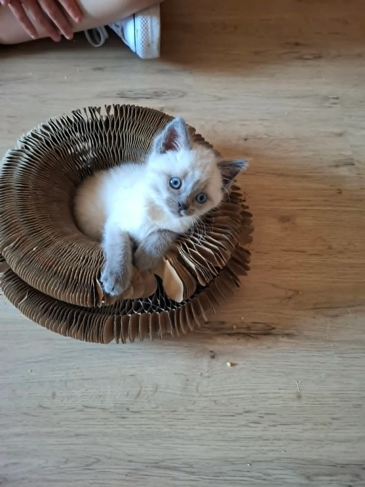 Albus, male Mixed Breed for adoption at L