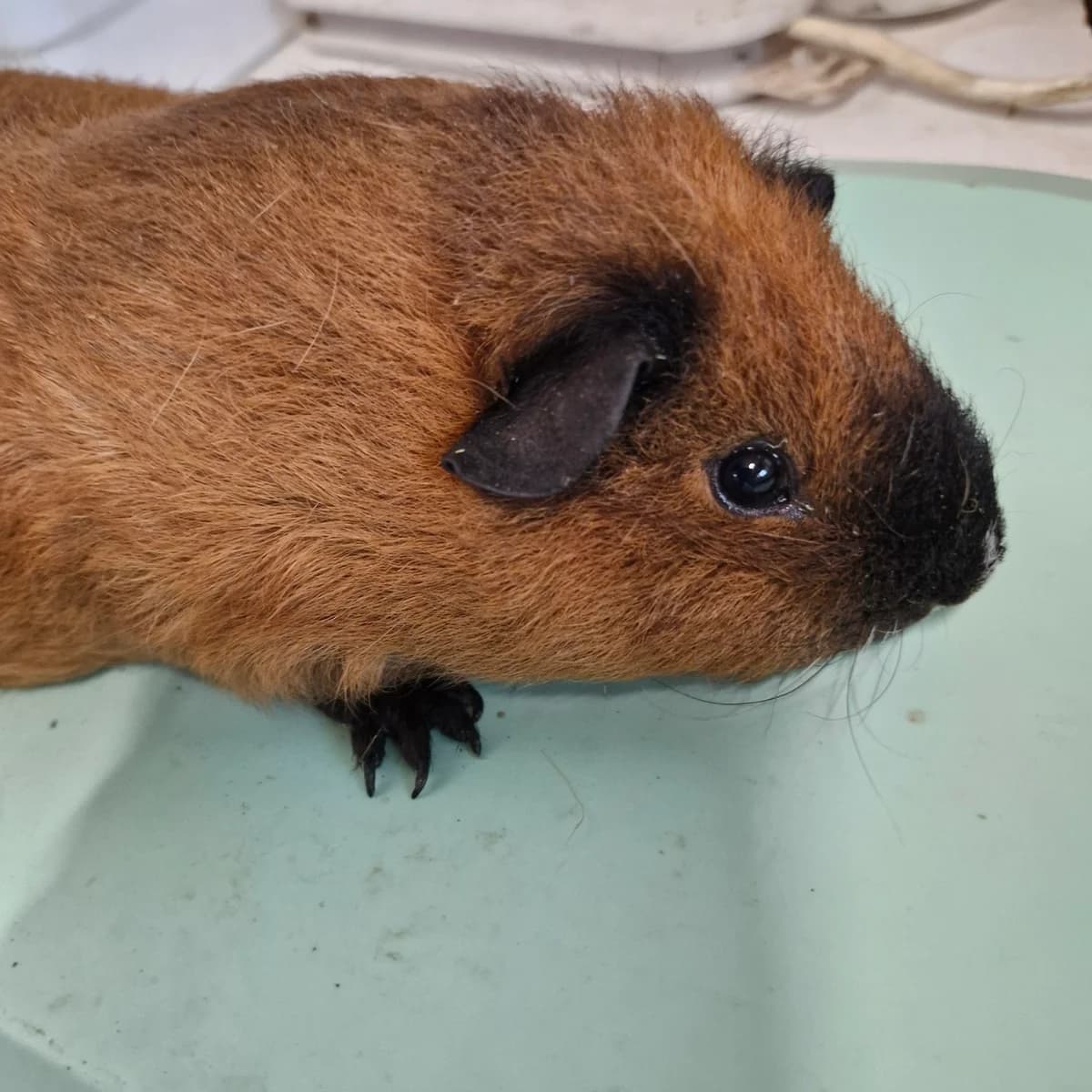 Tender, male young Mixed Breed for adoption at L