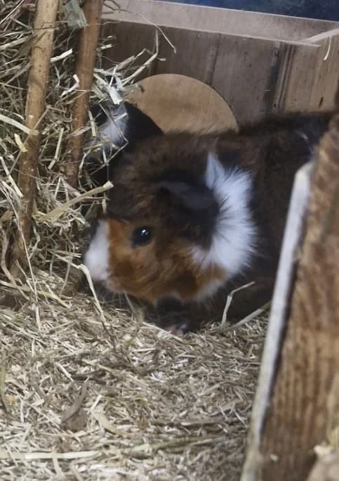 Picatchu, male Mixed Breed for adoption at L