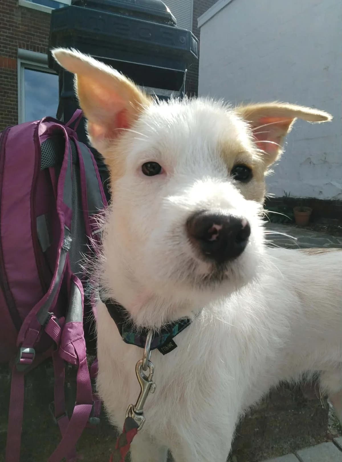 Rox, male young Mixed Breed for adoption at L