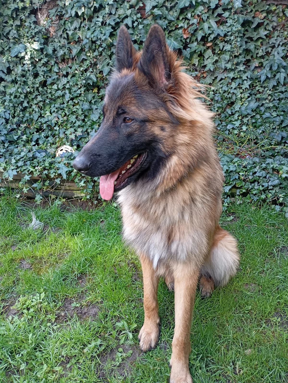 Willow, male young Mixed Breed for adoption at L