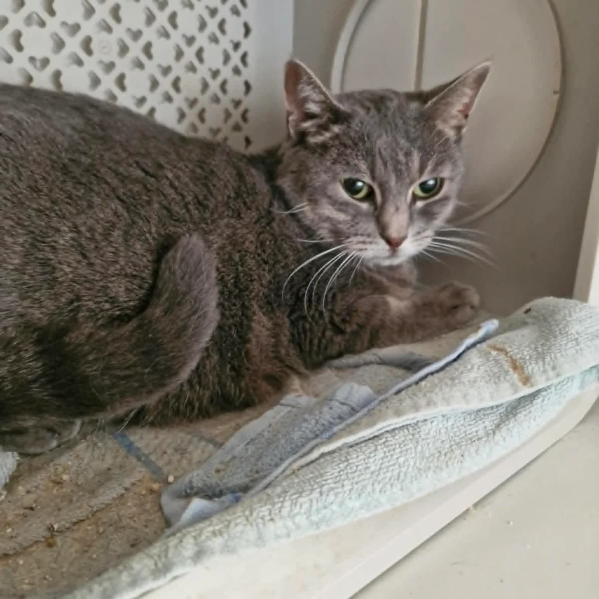 Poussy, female 7yo Mixed Breed for adoption at L
