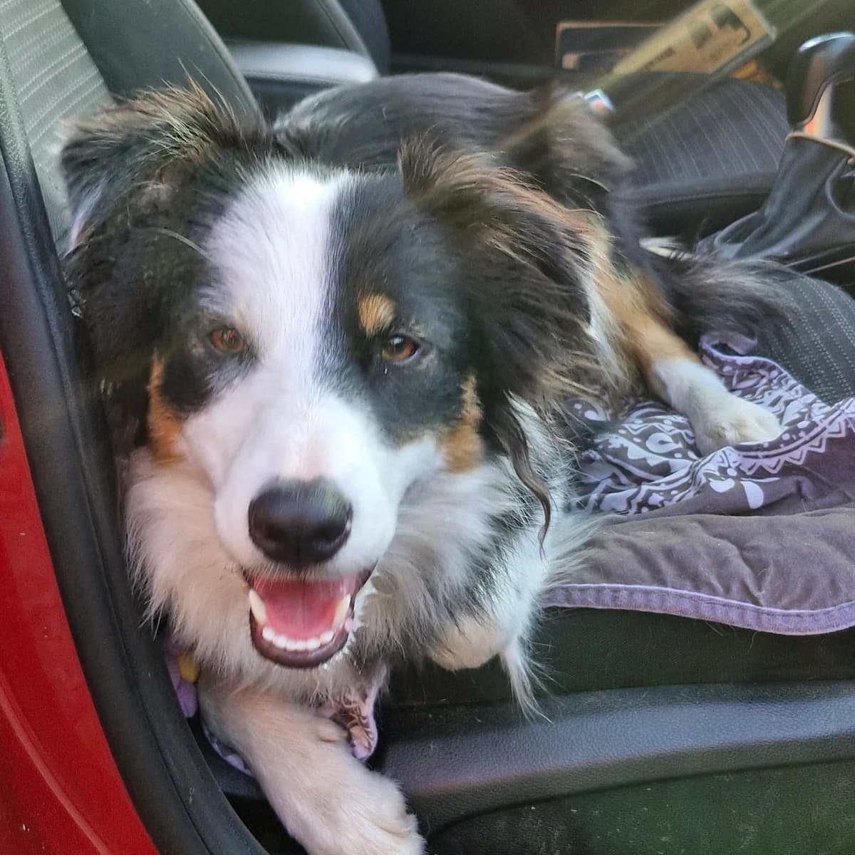 Tara, female young Mixed Breed for adoption at L