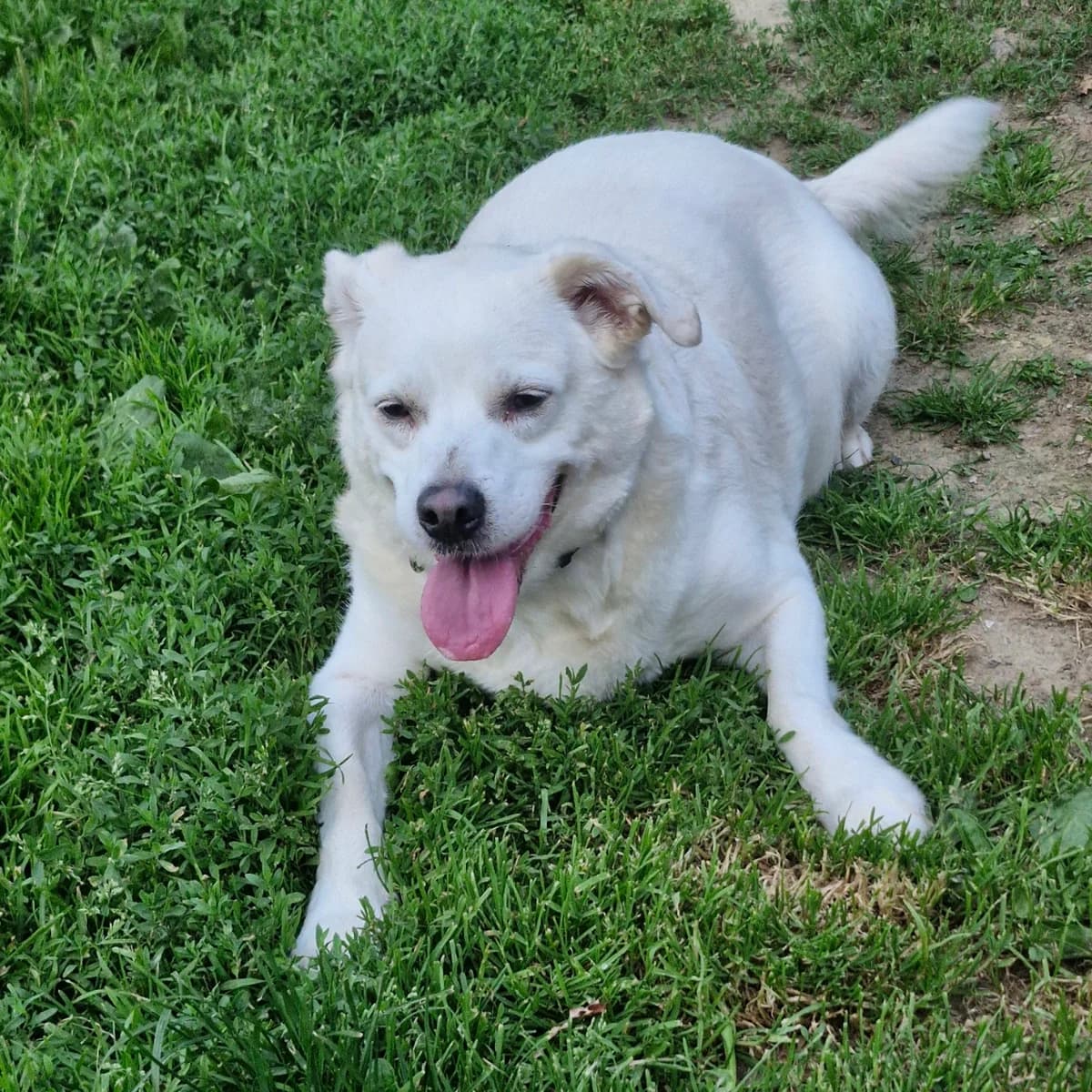 Simba, male senior Mixed Breed for adoption at L