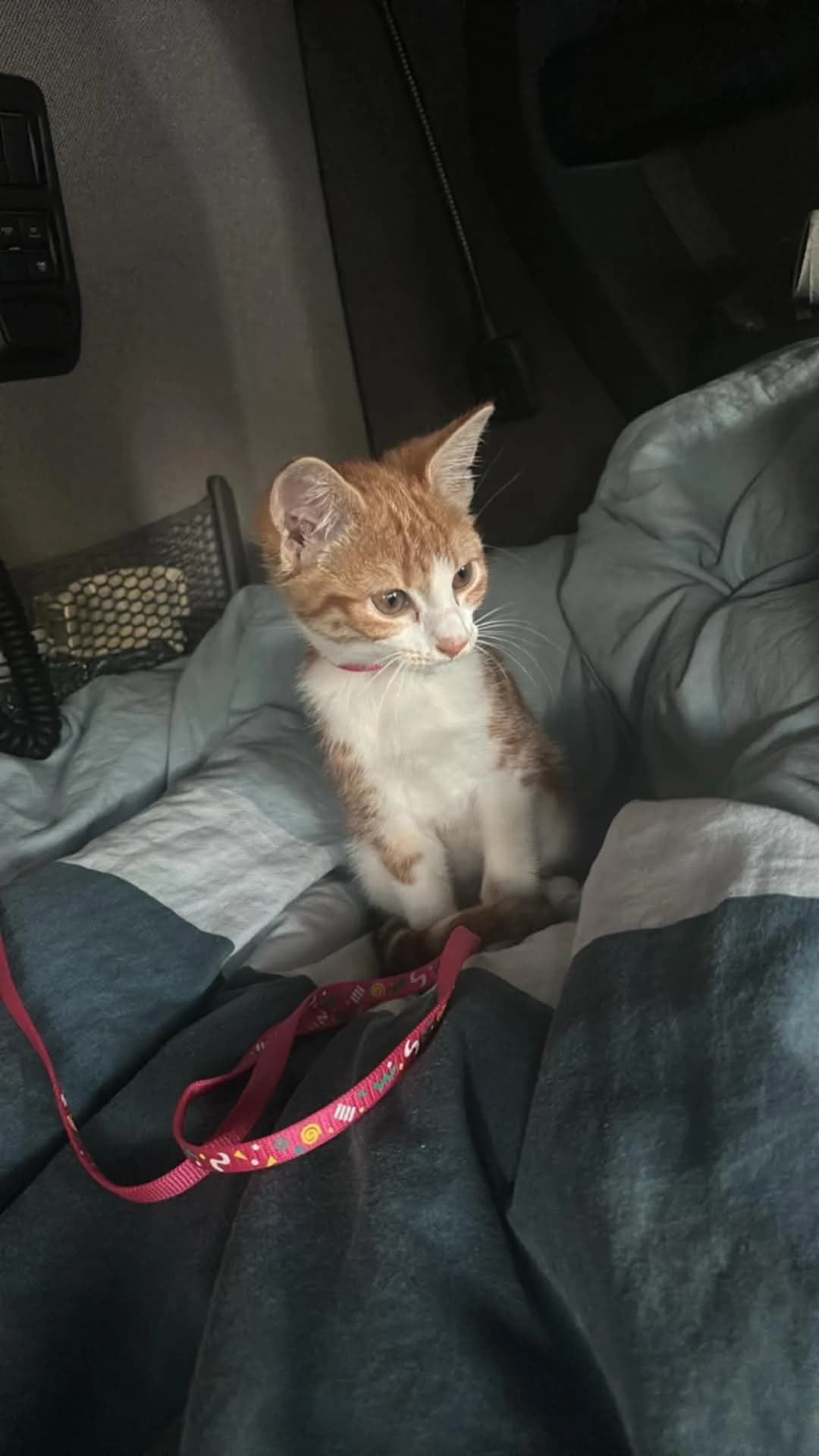 Dolly, female Mixed Breed for adoption at L