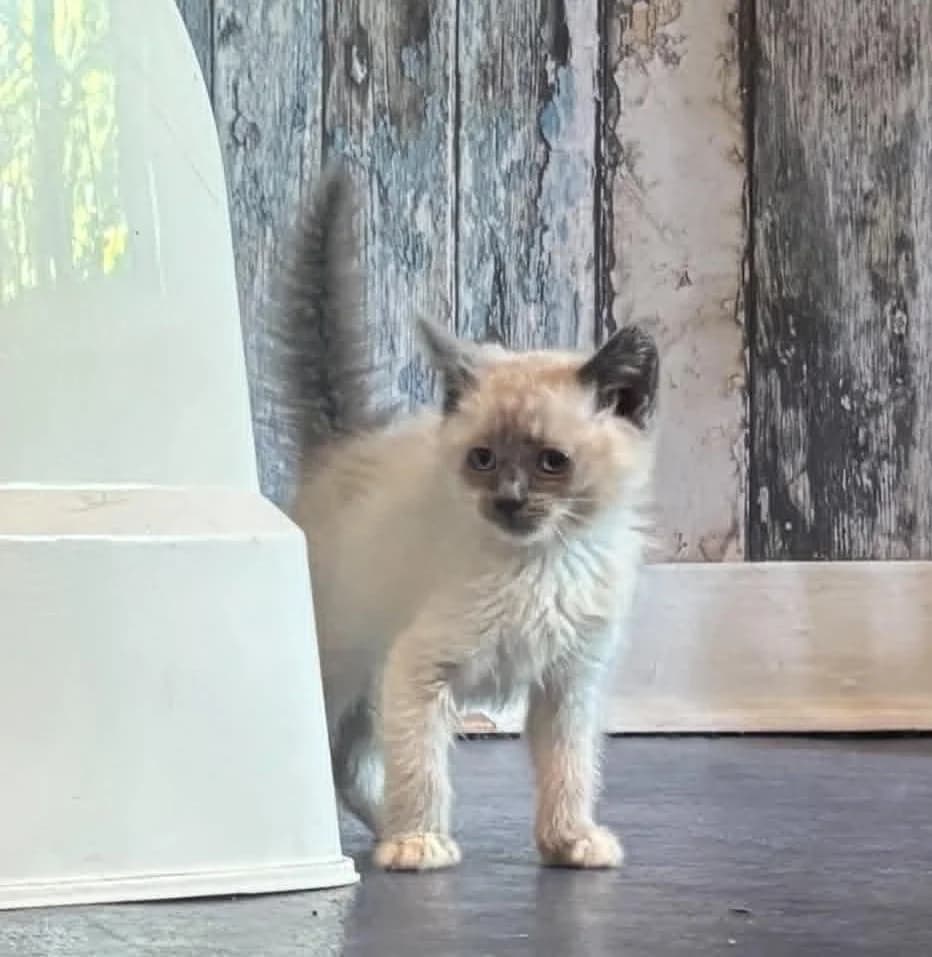 Ophélie, Mixed Breed (L)
