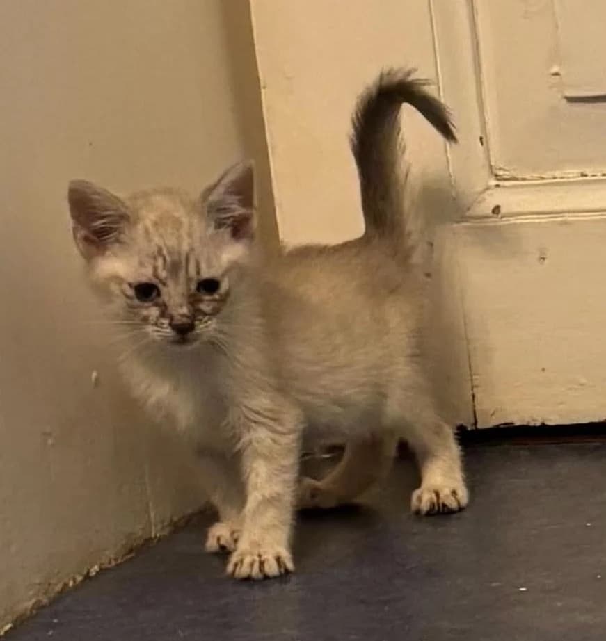 Duchesse, female Mixed Breed for adoption at L