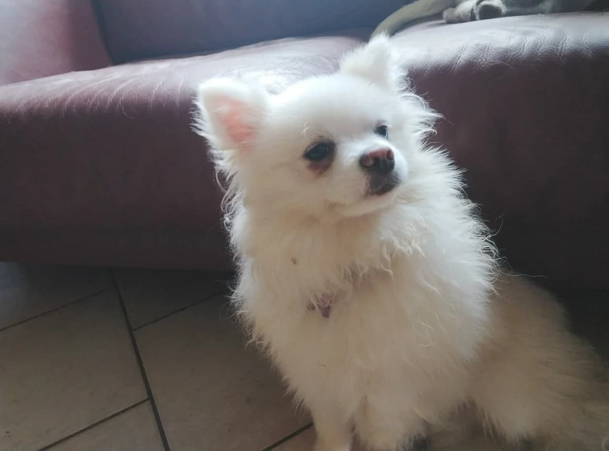 Youri, male Mixed Breed for adoption at L