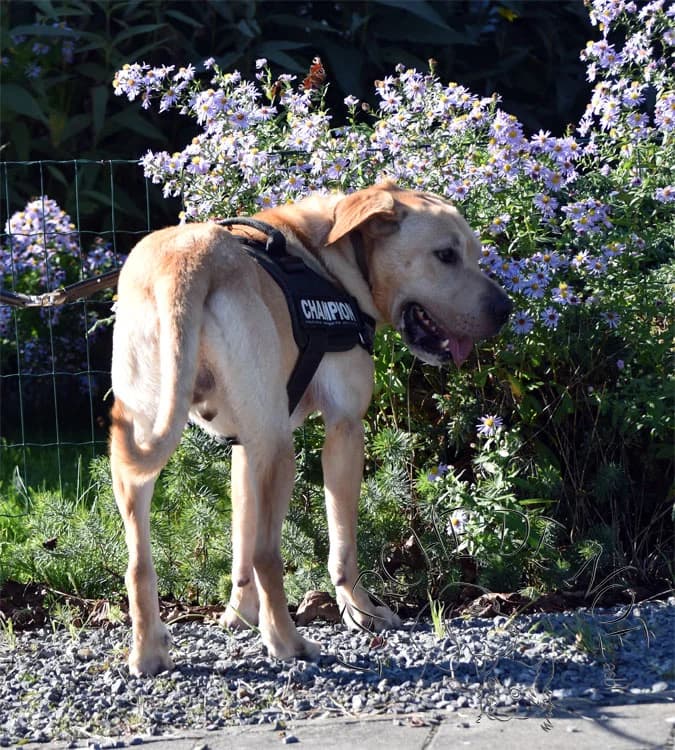 Rambo, male Labrador Retriever for adoption at L'Arche de Noé ASBL - SPA Maisières