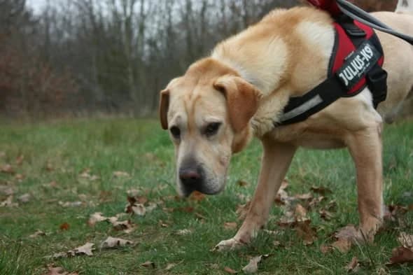 Rambo, male Labrador Retriever for adoption at L'Arche de Noé ASBL - SPA Maisières — photo 2 of 20