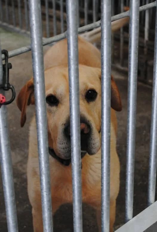 Rambo, male Labrador Retriever for adoption at L'Arche de Noé ASBL - SPA Maisières — photo 3 of 20