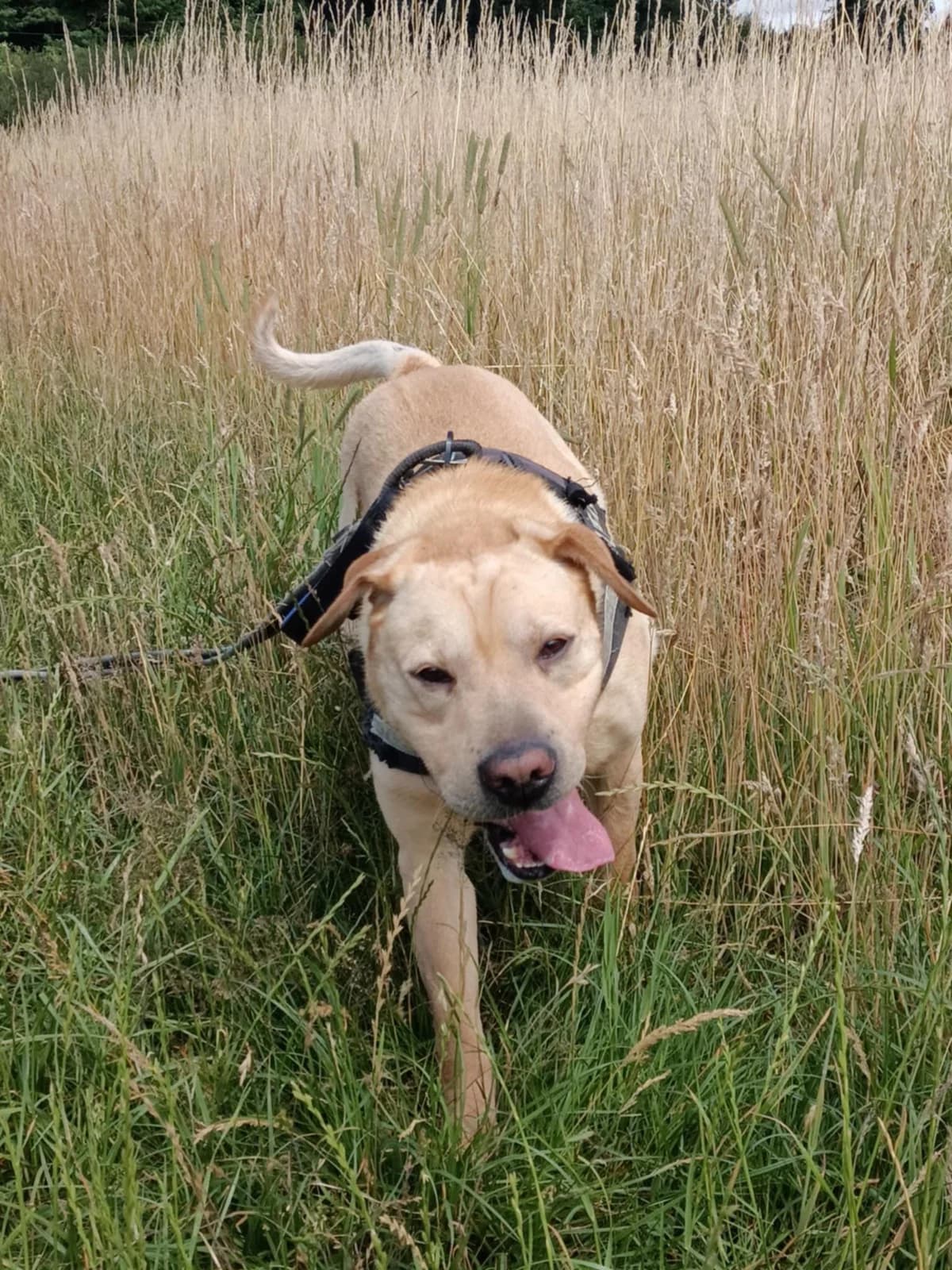 Rambo, male Labrador Retriever for adoption at L'Arche de Noé ASBL - SPA Maisières — photo 4 of 20
