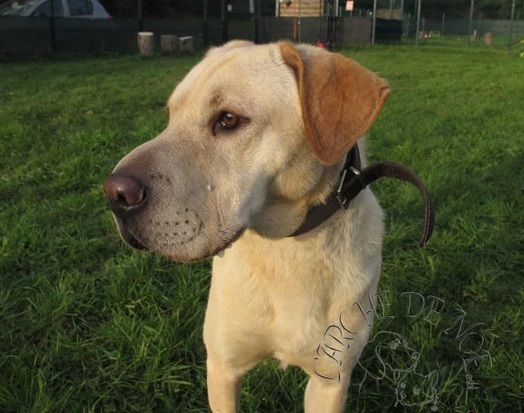 Rambo, male Labrador Retriever for adoption at L'Arche de Noé ASBL - SPA Maisières — photo 5 of 20