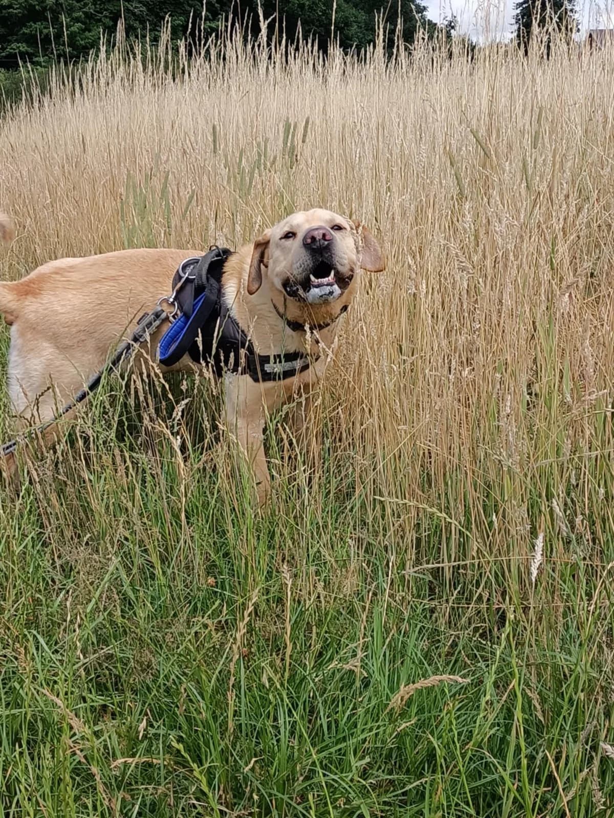Rambo, male Labrador Retriever for adoption at L'Arche de Noé ASBL - SPA Maisières — photo 7 of 20