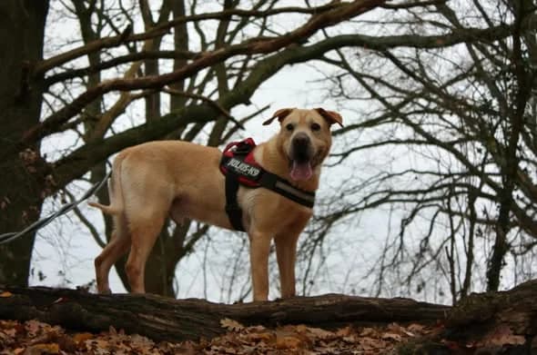 Rambo, male Labrador Retriever for adoption at L'Arche de Noé ASBL - SPA Maisières — photo 8 of 20