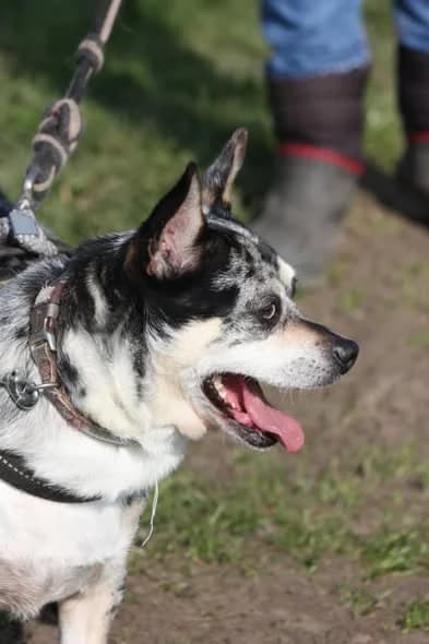 Pacha, male Chihuahua for adoption at L'Arche de Noé ASBL - SPA Maisières