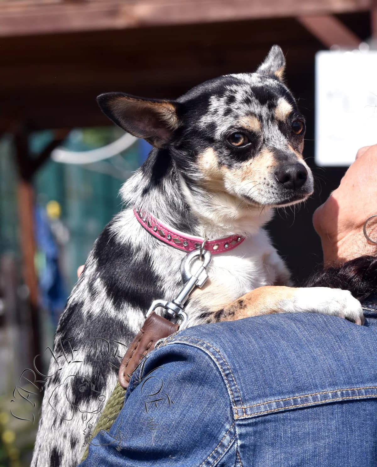 Pacha, male Chihuahua for adoption at L'Arche de Noé ASBL - SPA Maisières — photo 2 of 7