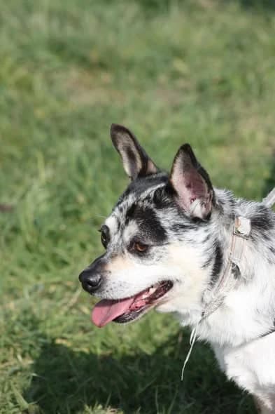 Pacha, male Chihuahua for adoption at L'Arche de Noé ASBL - SPA Maisières — photo 3 of 7