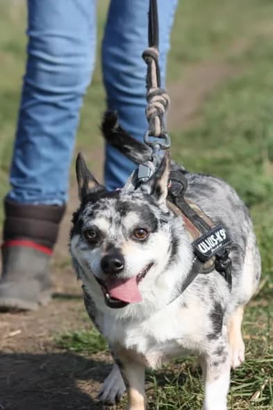Pacha, male Chihuahua for adoption at L'Arche de Noé ASBL - SPA Maisières — photo 4 of 7