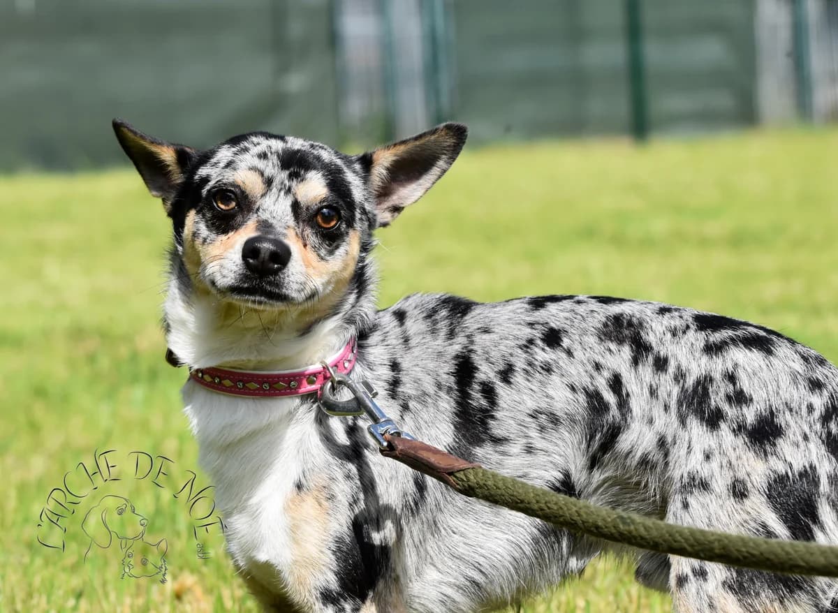 Pacha, male Chihuahua for adoption at L'Arche de Noé ASBL - SPA Maisières — photo 5 of 7