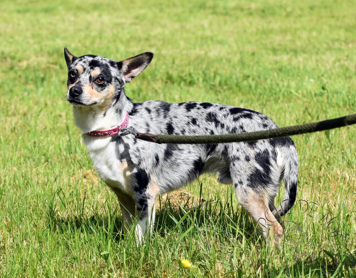 Pacha, male Chihuahua for adoption at L'Arche de Noé ASBL - SPA Maisières — photo 6 of 7