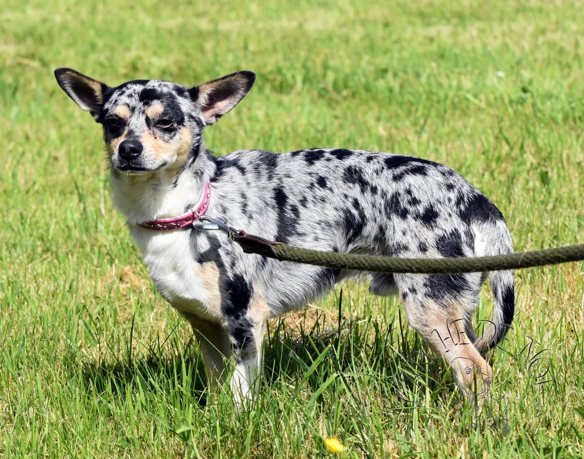 Pacha, male Chihuahua for adoption at L'Arche de Noé ASBL - SPA Maisières — photo 7 of 7