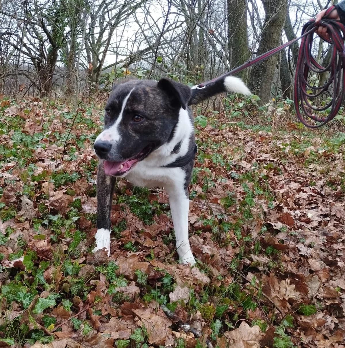 Paco, male young American Staffordshire Terrier for adoption at L'Arche de Noé ASBL - SPA Maisières, Mons