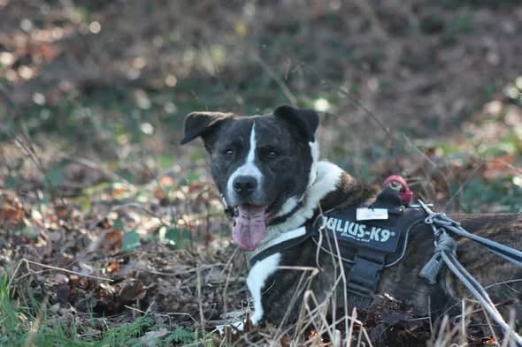 Paco, male American Staffordshire Terrier for adoption at L'Arche de Noé ASBL - SPA Maisières — photo 2 of 13