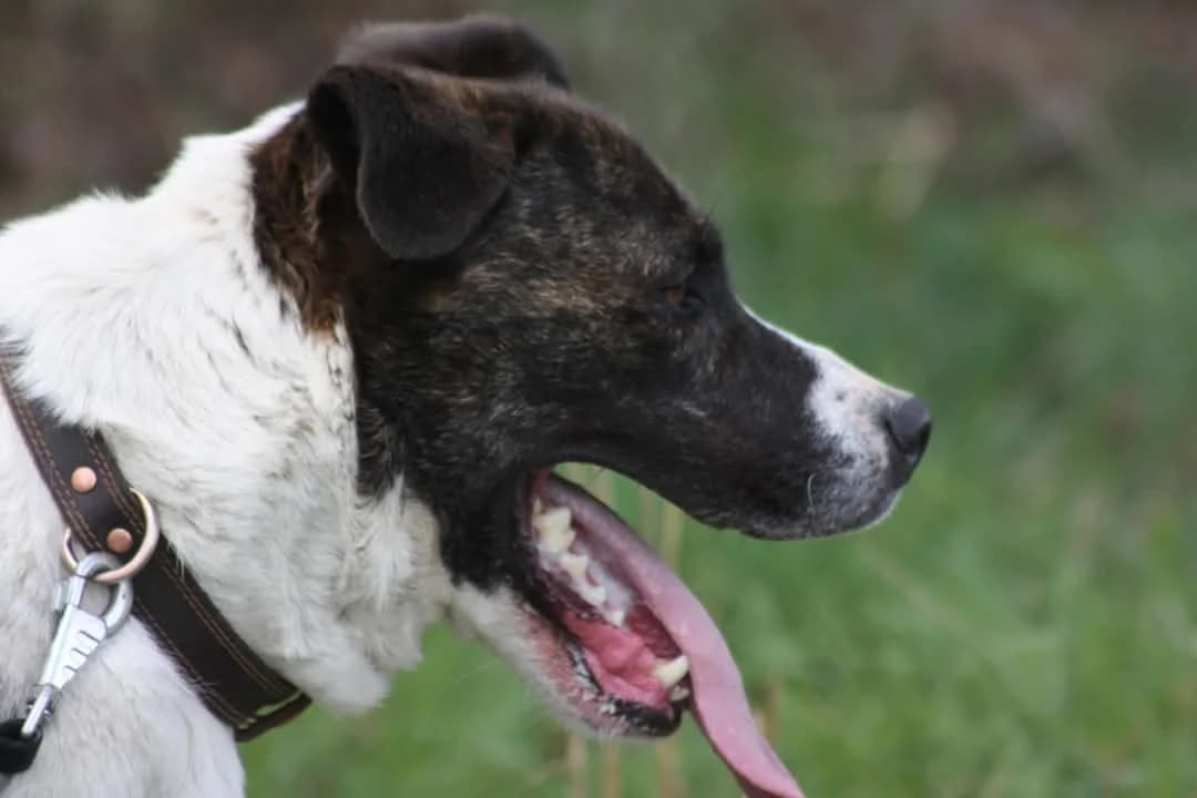 Paco, male American Staffordshire Terrier for adoption at L'Arche de Noé ASBL - SPA Maisières — photo 3 of 13