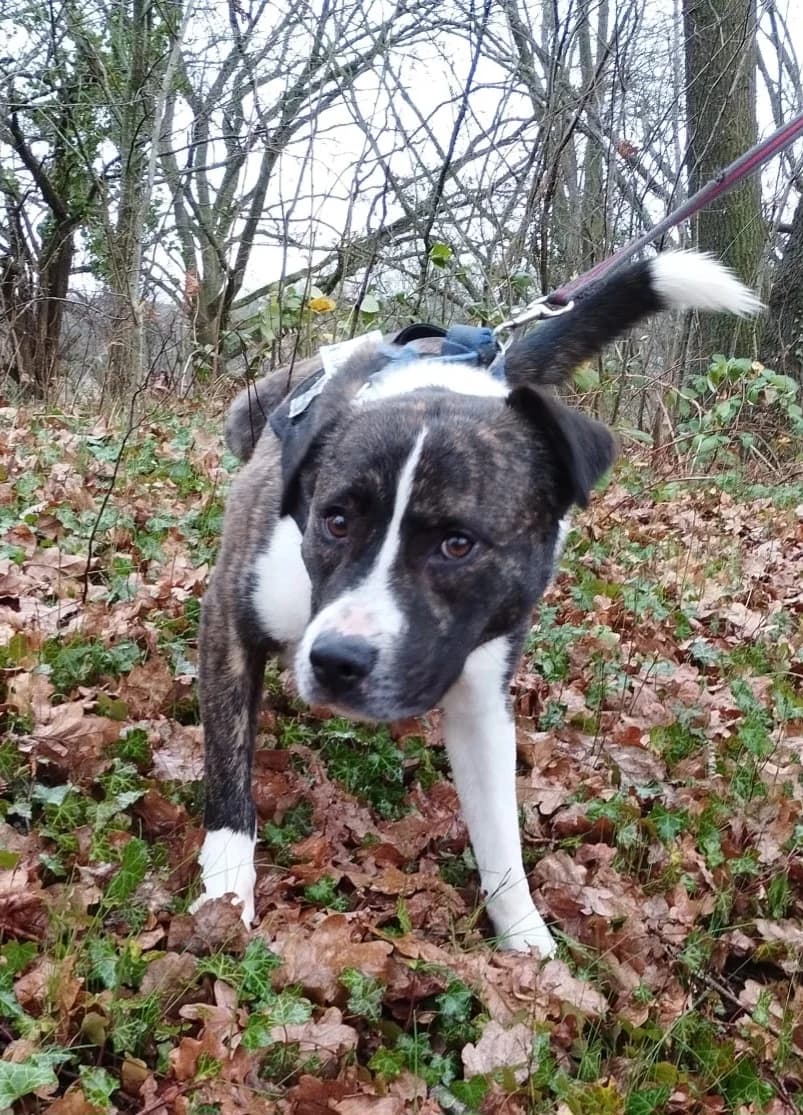 Paco, male American Staffordshire Terrier for adoption at L'Arche de Noé ASBL - SPA Maisières — photo 4 of 13