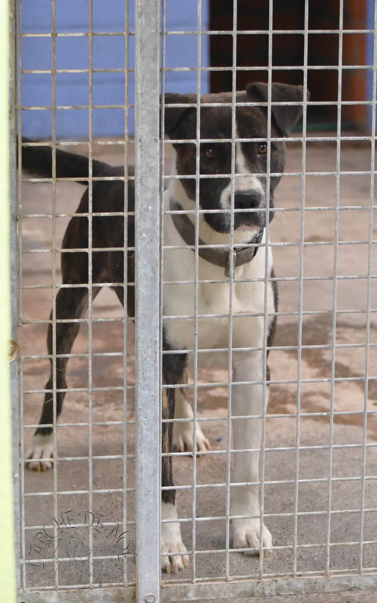 Paco, male American Staffordshire Terrier for adoption at L'Arche de Noé ASBL - SPA Maisières — photo 5 of 13