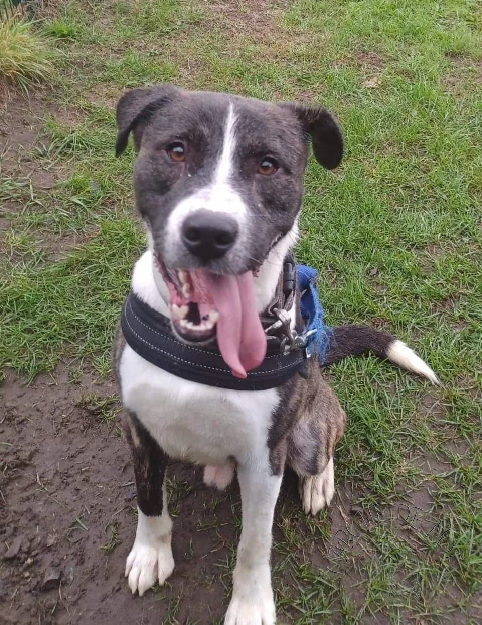 Paco, male American Staffordshire Terrier for adoption at L'Arche de Noé ASBL - SPA Maisières — photo 6 of 13