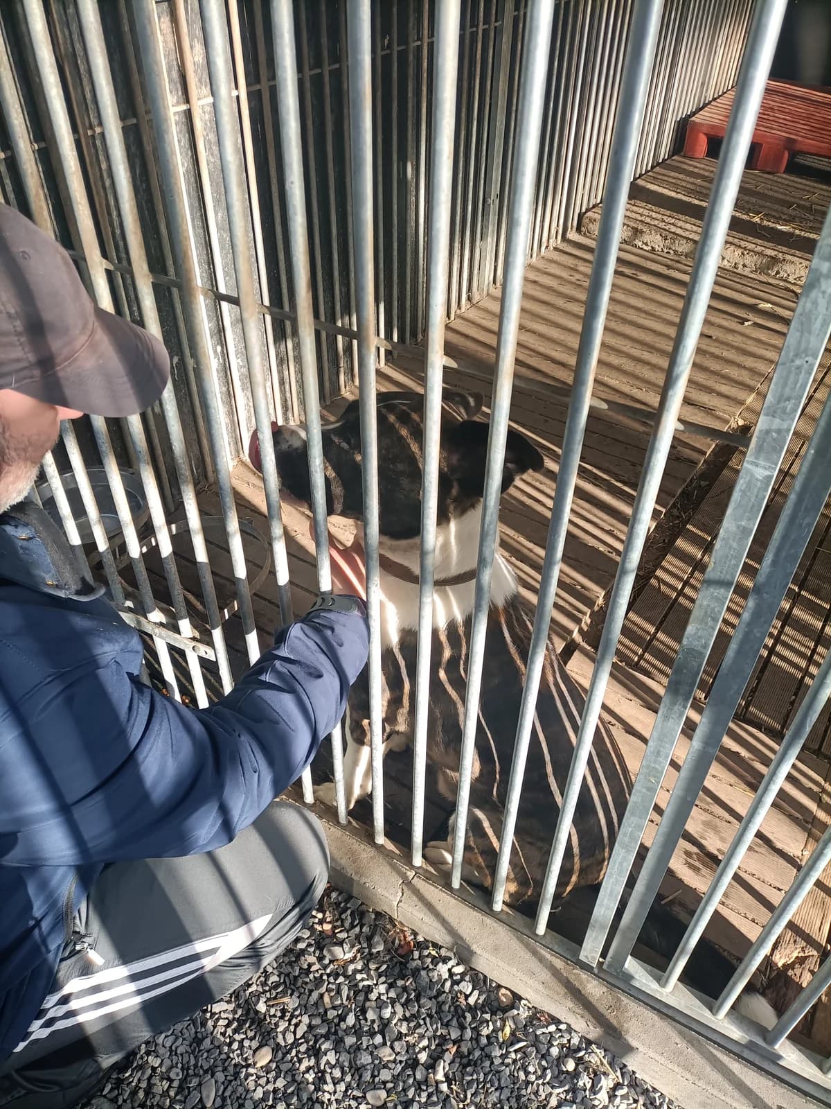 Paco, male American Staffordshire Terrier for adoption at L'Arche de Noé ASBL - SPA Maisières — photo 7 of 13