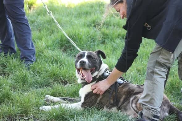Paco, male American Staffordshire Terrier for adoption at L'Arche de Noé ASBL - SPA Maisières — photo 8 of 13