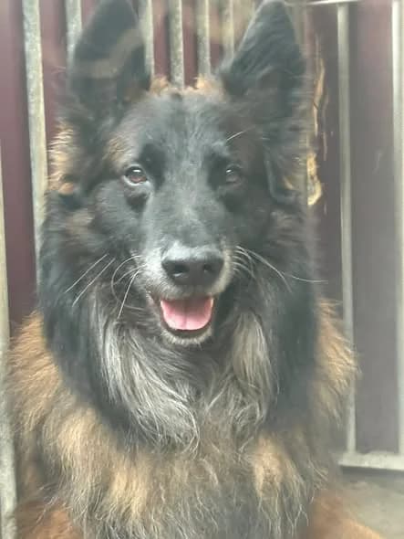 Largo, male 4yo Belgian Tervuren for adoption at L'Arche de Noé ASBL - SPA Maisières, Mons