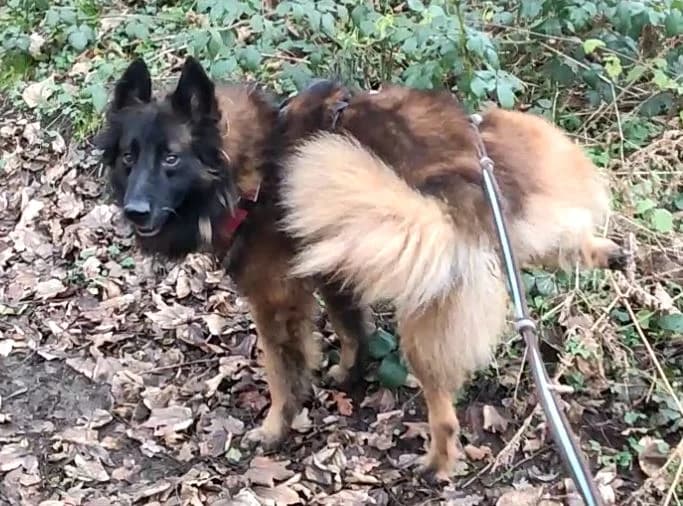 Largo, male Belgian Tervuren for adoption at L'Arche de Noé ASBL - SPA Maisières, Mons — photo 2 of 12