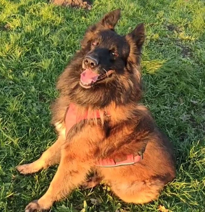 Largo, male Belgian Tervuren for adoption at L'Arche de Noé ASBL - SPA Maisières, Mons — photo 3 of 12
