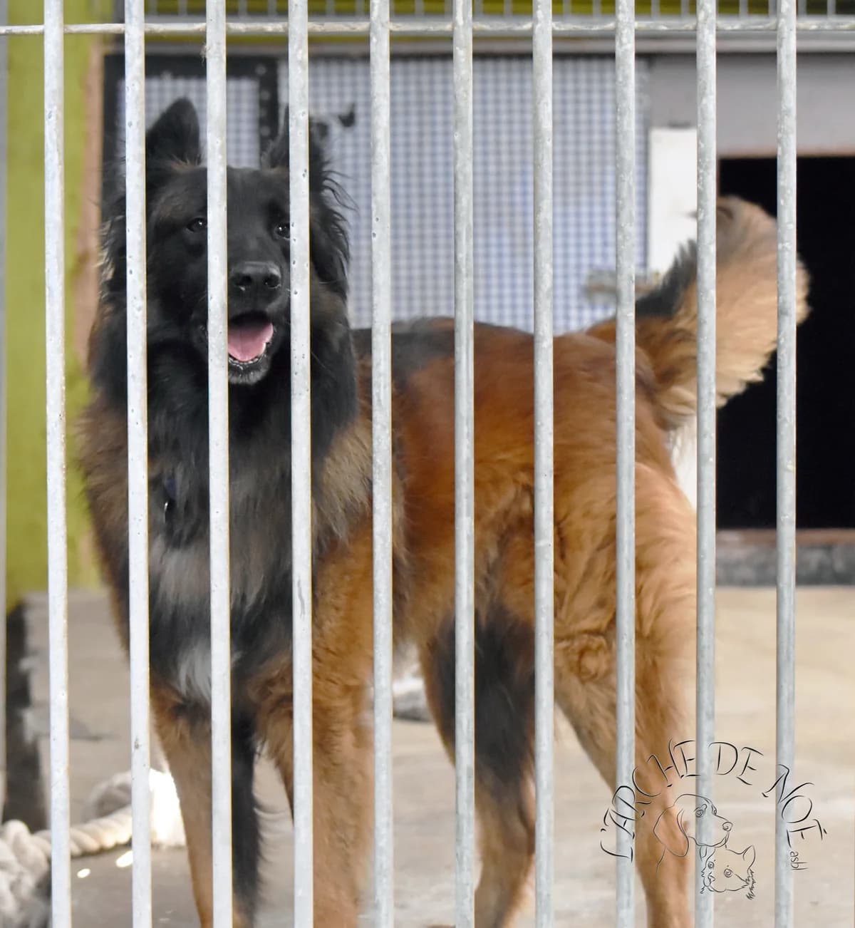 Largo, male Belgian Tervuren for adoption at L'Arche de Noé ASBL - SPA Maisières, Mons — photo 4 of 12
