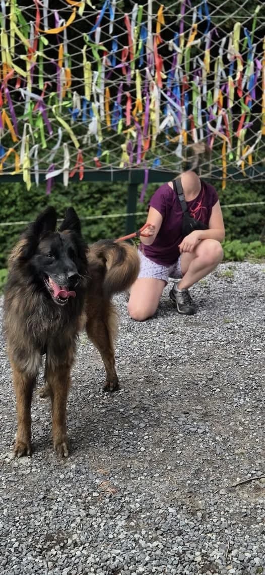 Largo, male Belgian Tervuren for adoption at L'Arche de Noé ASBL - SPA Maisières, Mons — photo 5 of 12