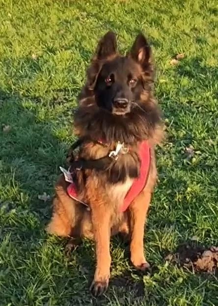 Largo, male Belgian Tervuren for adoption at L'Arche de Noé ASBL - SPA Maisières, Mons — photo 6 of 12