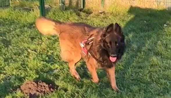 Largo, male Belgian Tervuren for adoption at L'Arche de Noé ASBL - SPA Maisières, Mons — photo 7 of 12