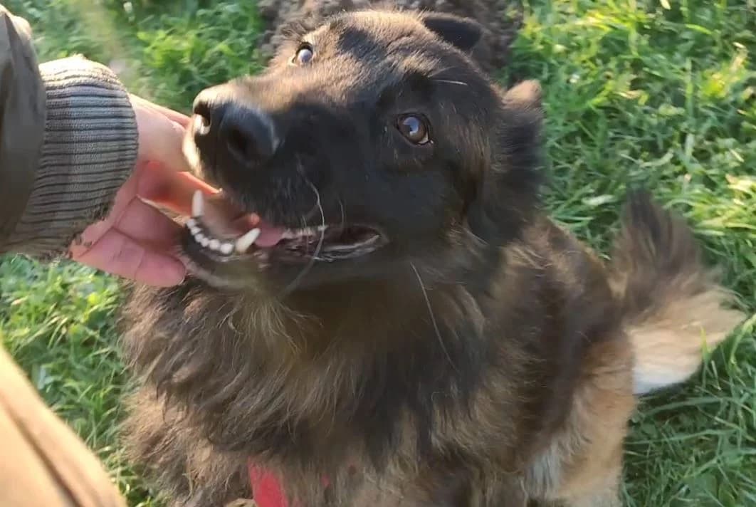 Largo, male Belgian Tervuren for adoption at L'Arche de Noé ASBL - SPA Maisières, Mons — photo 8 of 12