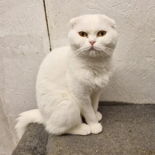 Albino, male Mixed Breed for adoption at CatPattes, Anderlecht (Brussels)