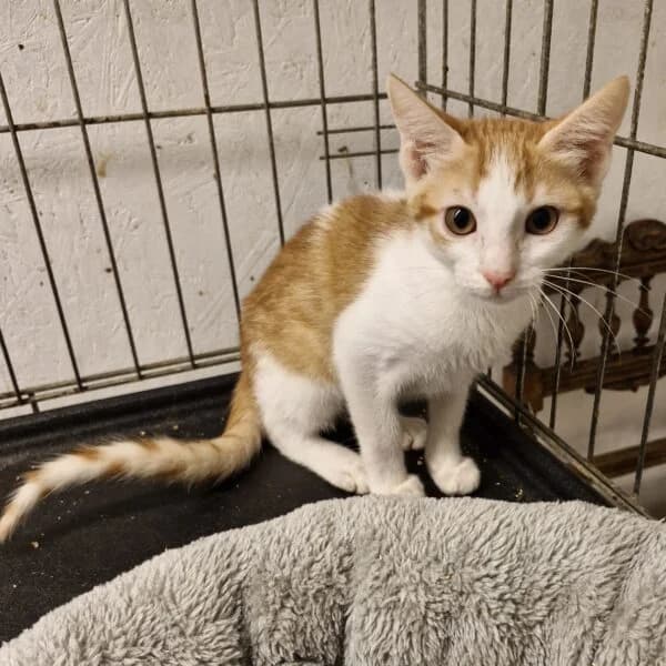 Alix, Mixed Breed (CatPattes)