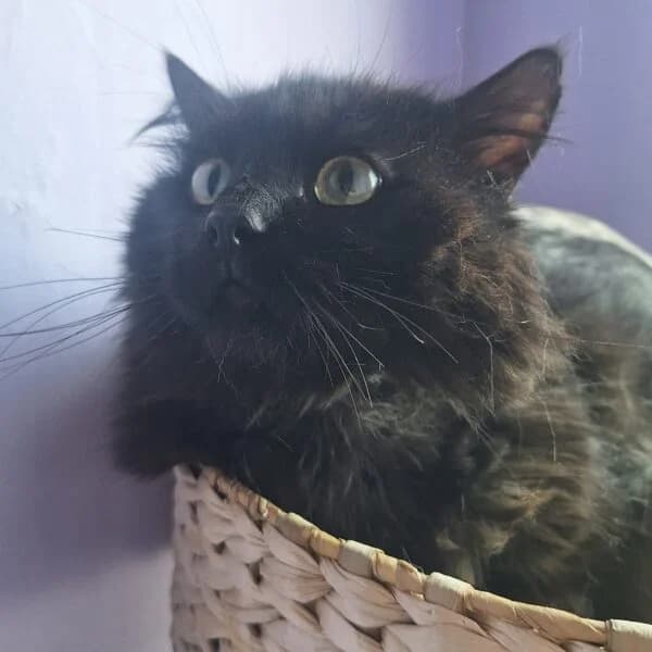 Amir, Mixed Breed (CatPattes)